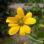 Rudbeckia nitida Blüte