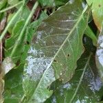 Rumex arifolius Blad