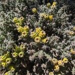 Cylindropuntia whipplei Habitat