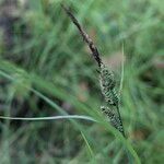 Carex nigra Frucht