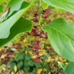 Leycesteria formosa Frucht