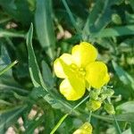 Diplotaxis tenuifolia Flower