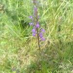 Lobelia urens Квітка