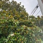 Magnolia grandiflora Liść