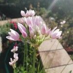 Allium flavum फूल
