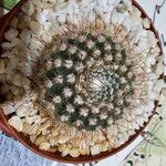 Parodia microsperma Hoja