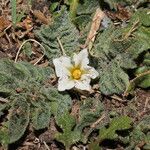 Solanum acaule Hàbitat