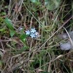 Myosotis arvensis Fleur