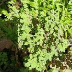 Galium scabrum Leaf