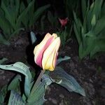 Tulipa greigii Цвят