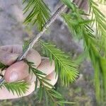 Taxodium distichumBlad