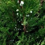 Juniperus sabina 其他
