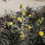 Crepis foetida Libunga