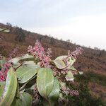 Agarista salicifolia Folio