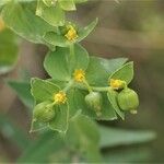 Euphorbia serrata ফুল