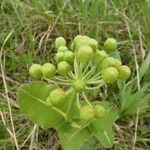 Asclepias amplexicaulis Fruit