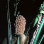 Evodianthus funifer Fruit