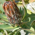 Protea caffra Flor