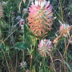 Trifolium vesiculosum Leaf