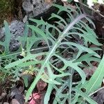 Lactuca perennis Leaf