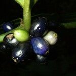 Ronabea latifolia Fruit