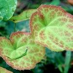 Epimedium alpinum Fuelha