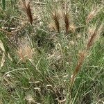 Hordeum marinum Hoja