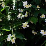 Philadelphus lewisii Vekstform