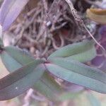 Rhipidoglossum rutilum Leaf