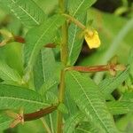 Ludwigia erecta Fruit