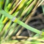 Equisetum giganteum Кара