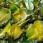 Hosta sieboldiana Leaf