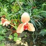 Gladiolus dalenii Floare