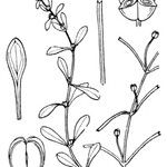 Callitriche brutia Mosusu