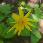 Arnica cordifolia Квітка