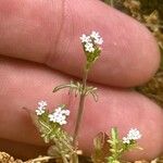 Valeriana calcitrapae Žiedas