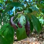 Capparidastrum frondosum Meyve