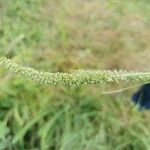 Setaria verticillata Flower