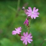 Silene dioicaBlomma