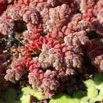 Azolla filiculoides عادت داشتن