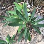 Globularia salicina Leaf