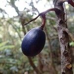 Elaeocarpus brachypodus Meyve