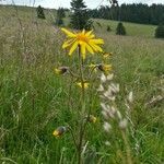 Arnica montana Квітка