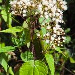 Ageratina altissimaBlüte