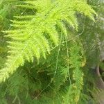 Asparagus setaceus Leaf
