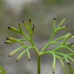 Ranunculus peltatus Лист