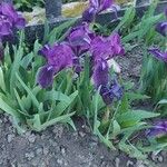 Iris pumila 葉