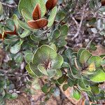 Planchonella lauracea 葉