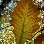 Quercus bicolor Blatt