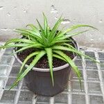 Dyckia brevifolia Лист